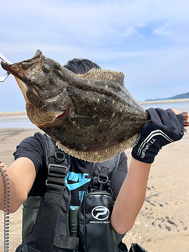 ヒラメの釣果