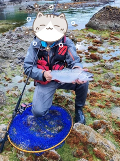 サクラマスの釣果