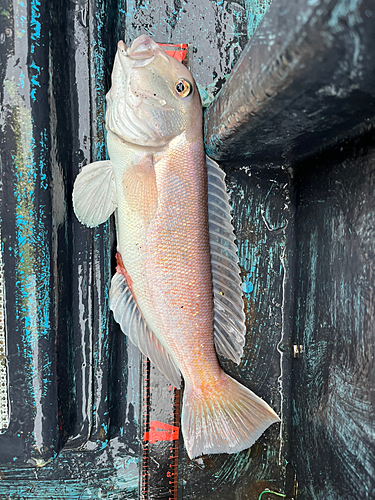 シロアマダイの釣果