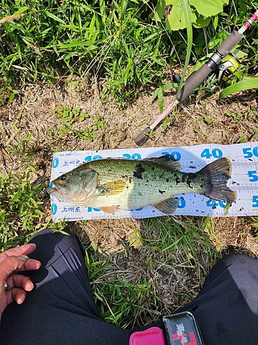 ブラックバスの釣果