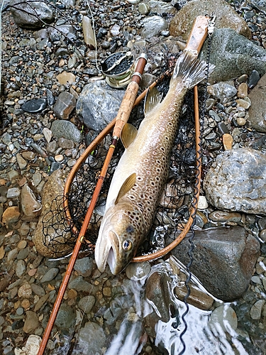 ブラウントラウトの釣果