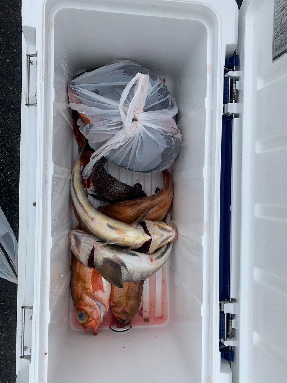 たけるんSWさんの釣果 2枚目の画像