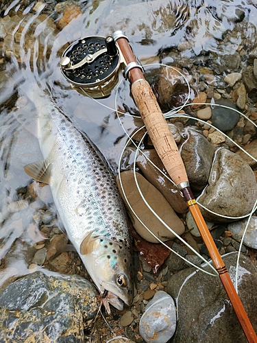 ブラウントラウトの釣果