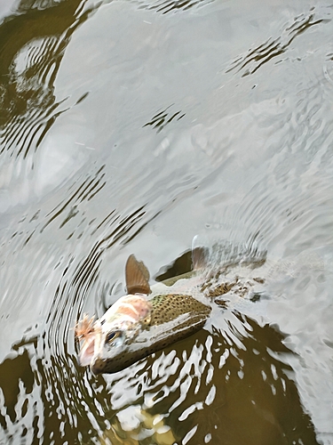 ニジマスの釣果