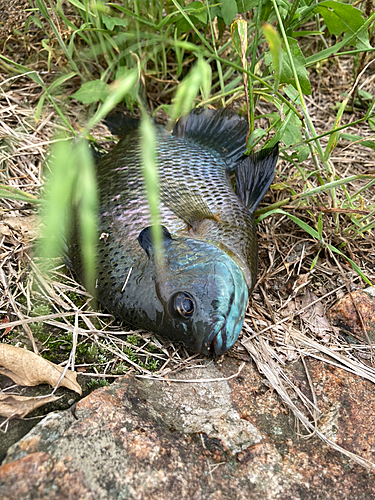 ブルーギルの釣果