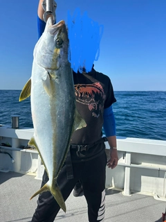 ヒラマサの釣果