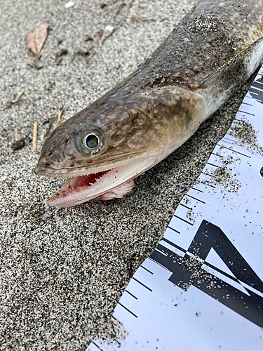 エソの釣果