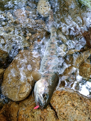 ヤマメの釣果