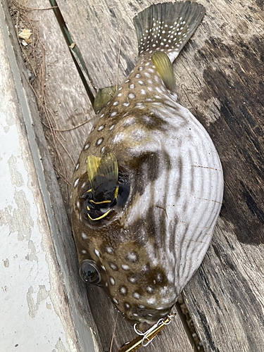 モヨウフグの釣果