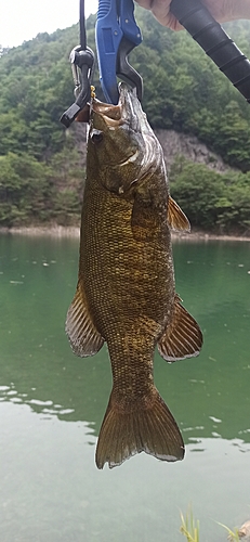 スモールマウスバスの釣果