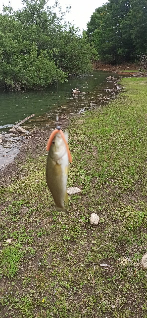 スモールマウスバス