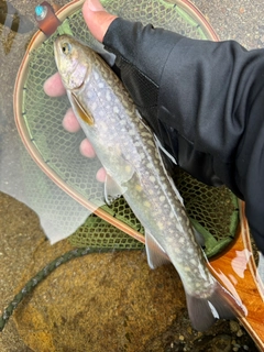 イワナの釣果