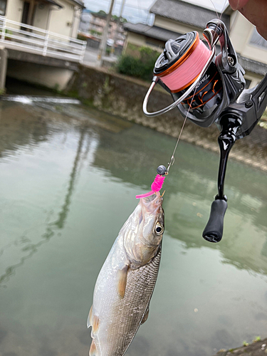 カワムツの釣果