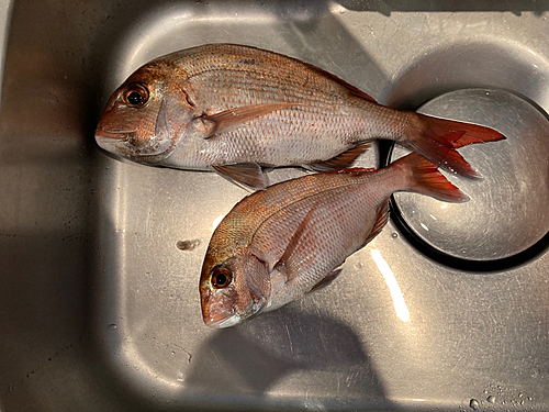 マダイの釣果