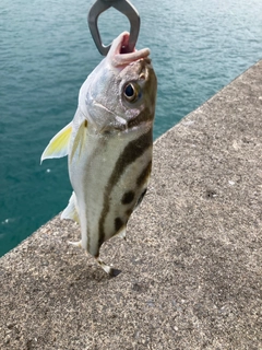 クワガナーの釣果