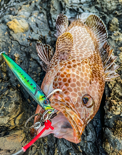 オオモンハタの釣果