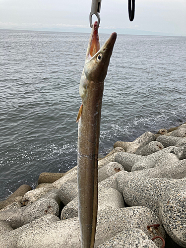 ハモの釣果