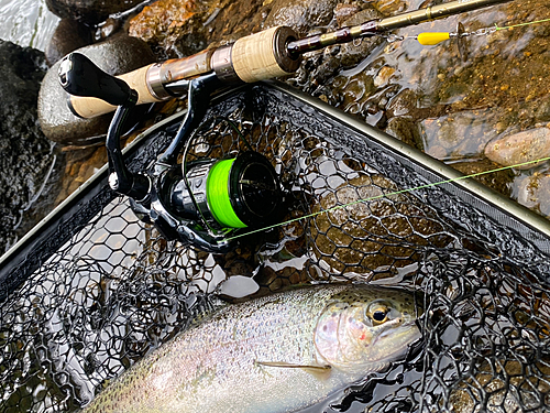 ニジマスの釣果