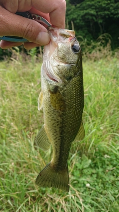 ラージマウスバスの釣果