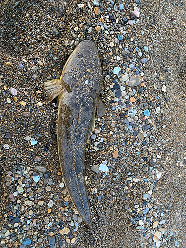 マゴチの釣果