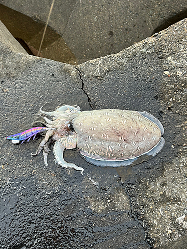 コウイカの釣果