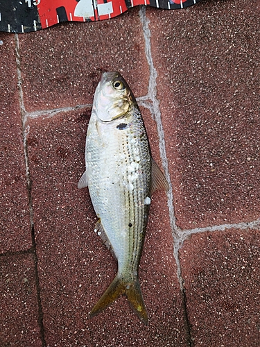 コノシロの釣果