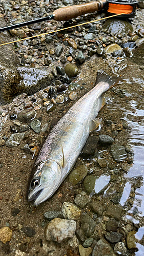 ヤマメの釣果