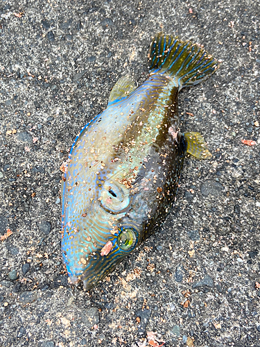 キタマクラの釣果