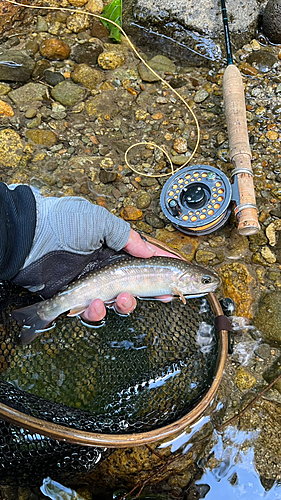 イワナの釣果