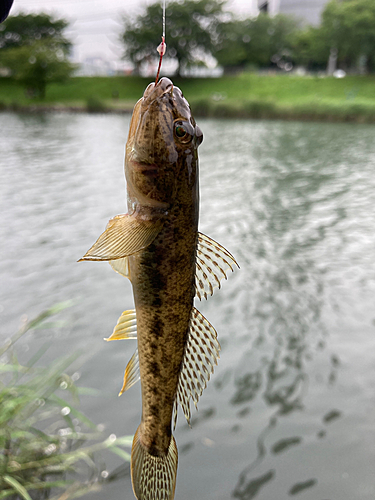 マハゼの釣果