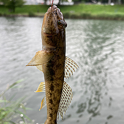 マハゼ