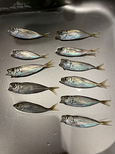 アジの釣果