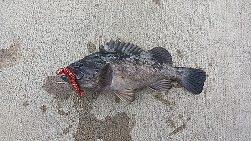 クロソイの釣果