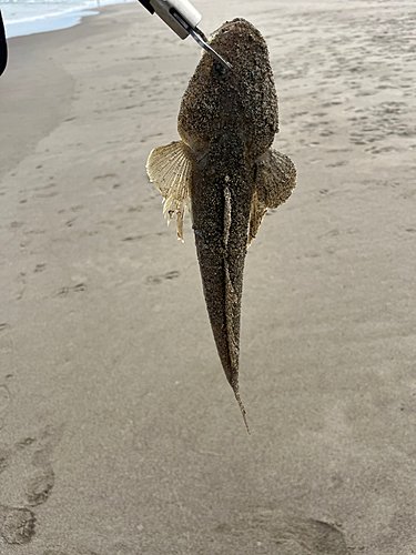 コチの釣果