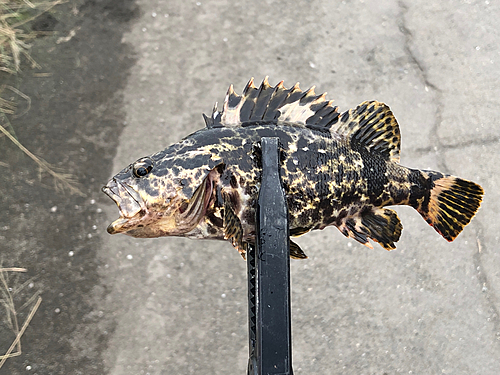 タケノコメバルの釣果