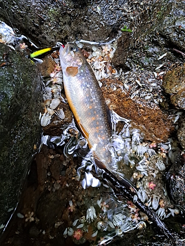 イワナの釣果