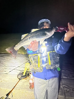 シーバスの釣果