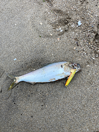 コノシロの釣果