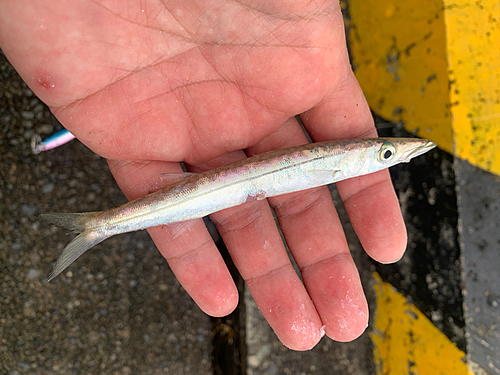 アカカマスの釣果