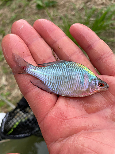 タナゴの釣果