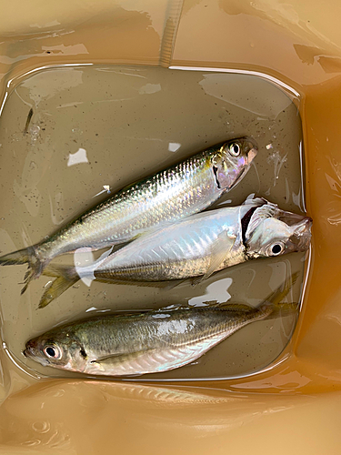 カタボシイワシの釣果