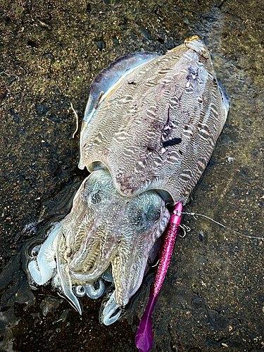 コウイカの釣果