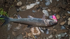 ニゴイの釣果