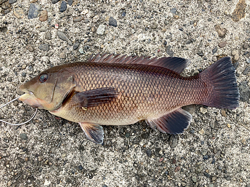 コブダイの釣果