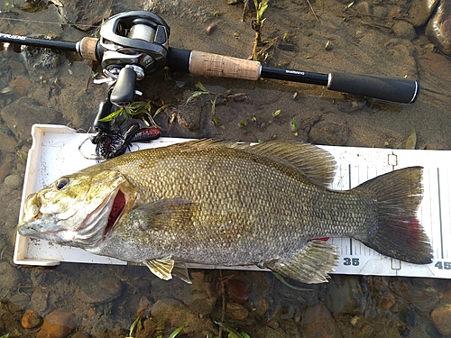 スモールマウスバスの釣果