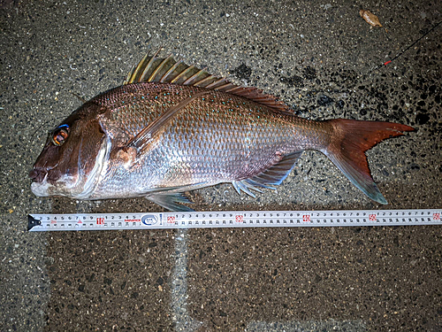 マダイの釣果