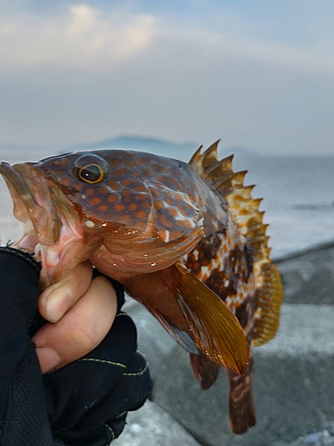 キジハタの釣果