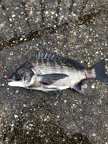 クロダイの釣果