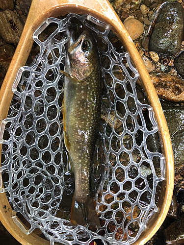 イワナの釣果