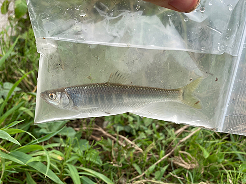 オイカワの釣果